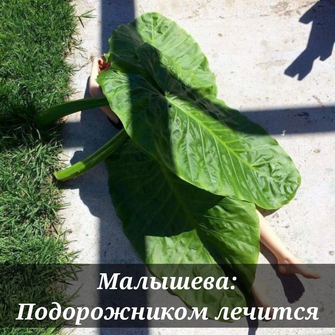 Малышева Подорожником лечится