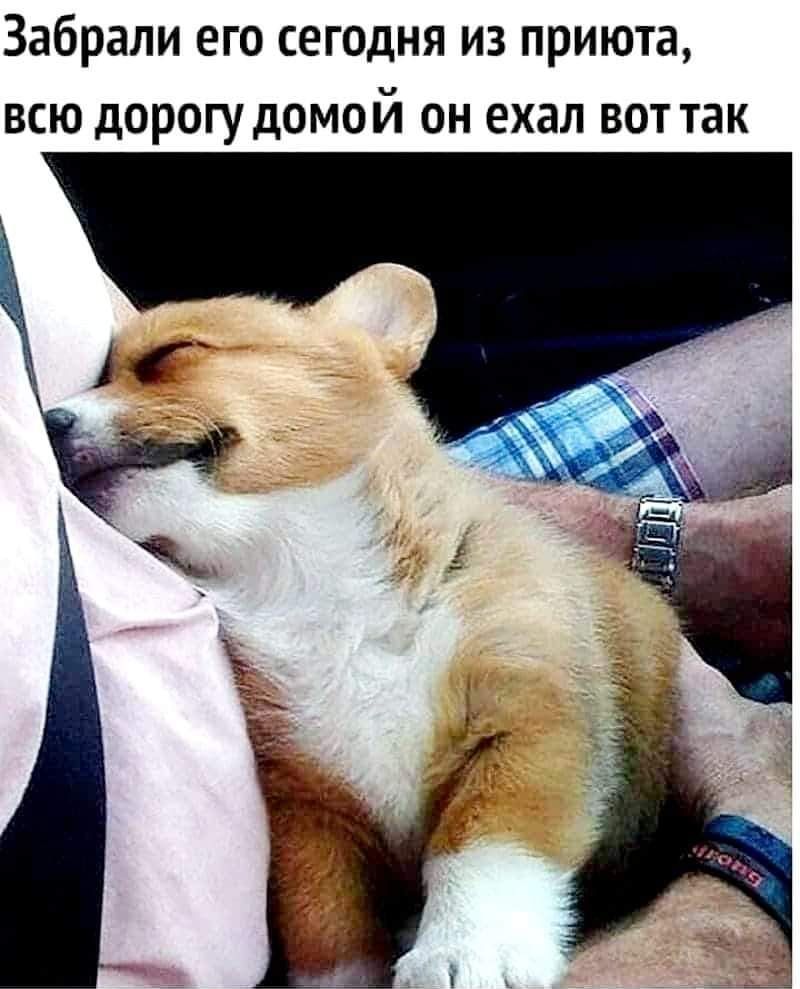 Забрали его сегодня из приюта всю дорогудомой он ехал воттак