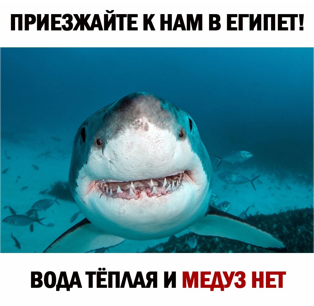 ПРИЕЗЖАЙТЕ К НАМ В ЕГИПЕТ