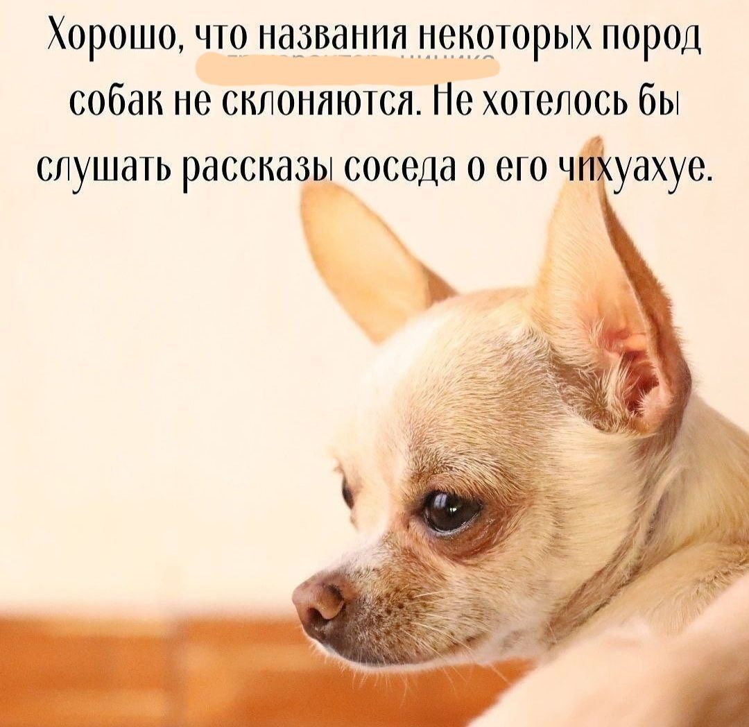 Хорошо что названия некоторых пород собак не склоняются Не хокепось бы СПУШЕПЬ рдССКдЗЫ соседа 0 его ЧПХУЗХУЭ