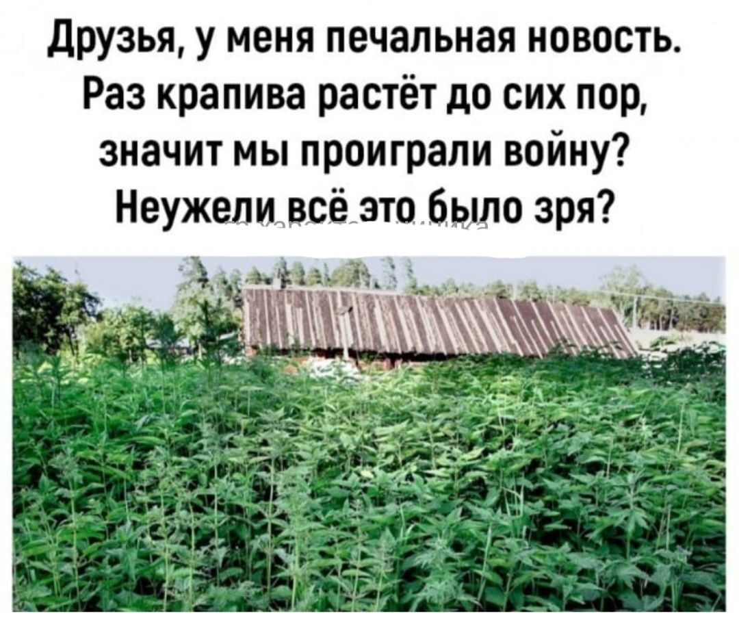 друзья у меня печальная новость Раз крапива растёт до сих пор значит мы проиграли войну Неужели всё это было зря