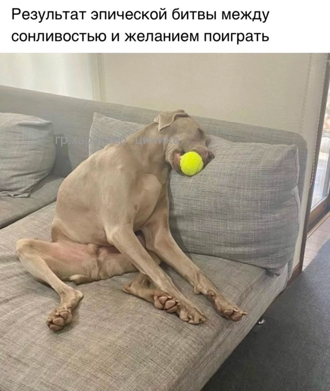 Результат эпической битвы между СОНПИБОСТЬЮ И желанием поиграть