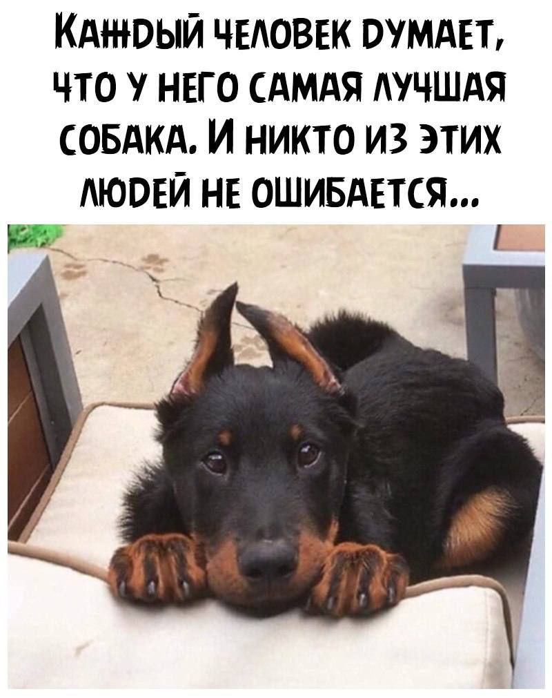 Кджоый чвдоввк ОУМАЕЪ что у него САМАЯ лучшдя СОБАКА И никто из этих АЮОЕЙ НЕ ОШИБАЕТСЯ И