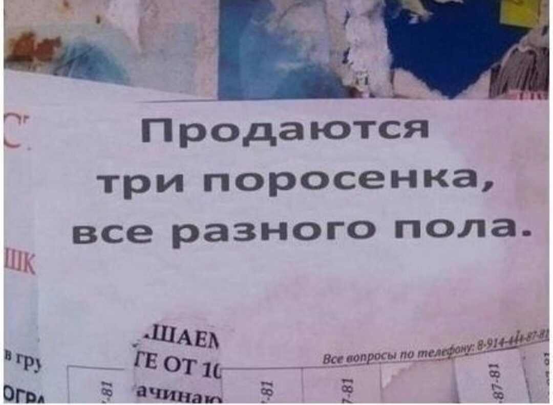 Продаются три поросенка все разного пола и _ дми Р 5 01 и ог тин чп