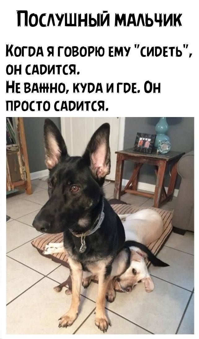 Постшный мддьчик Когод я говорю ему сиовтьЗ он САОИТСЯ НЕ вдтно куод и гов Он просто сдвится