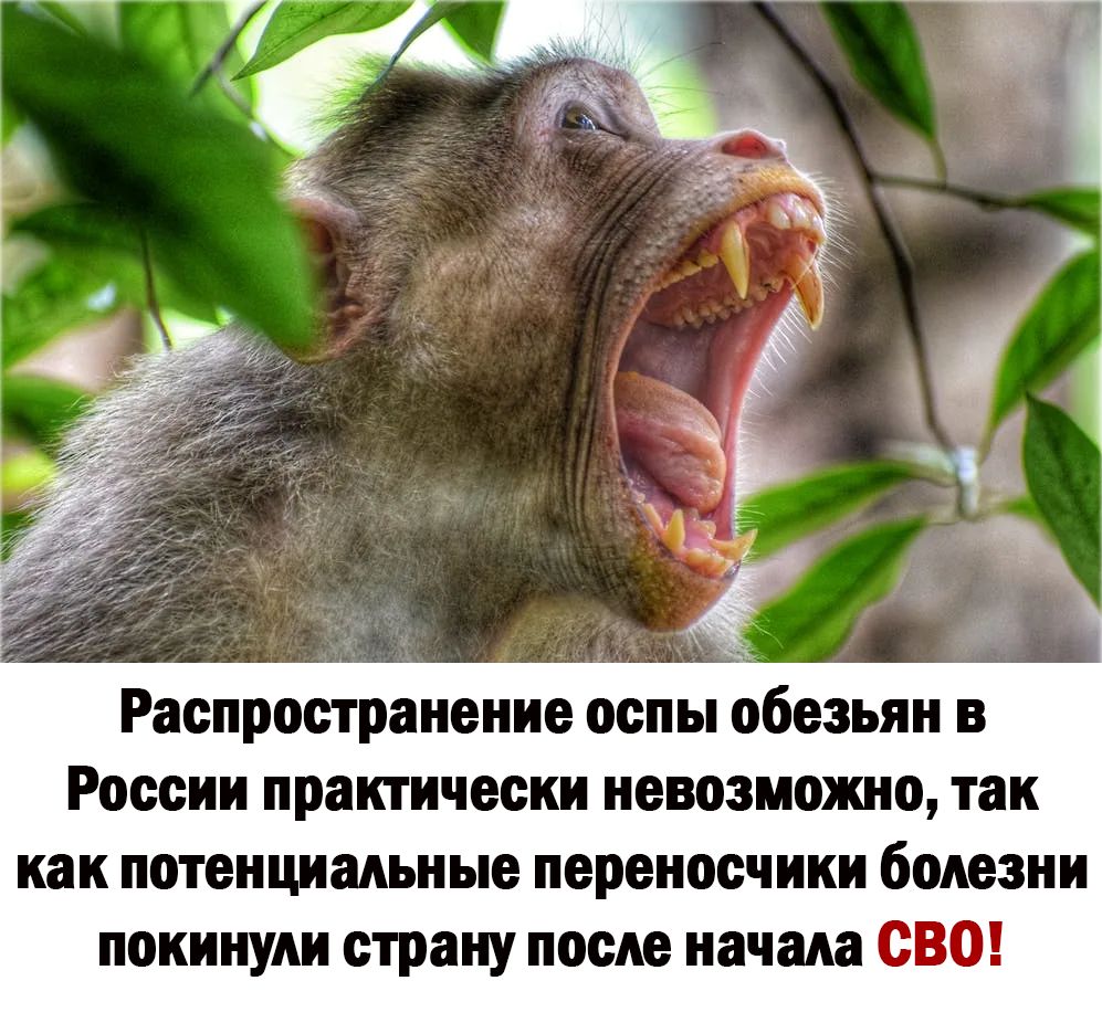 Распространение оспы обезьян и России практически невозможно так как потенциальные переносчики болезни покинули страну после начала СВО