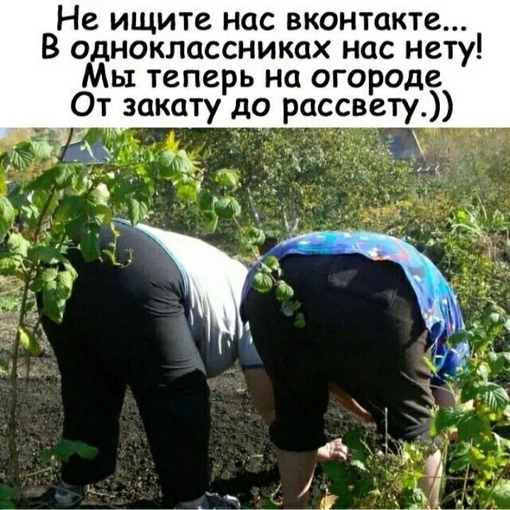 Не ищите нас вконтакте В одноклассниках нас нету Мы теперь на огороде От закату до рассвету