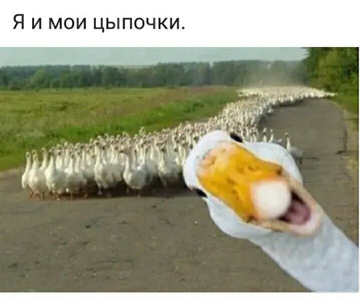 Я и мои цыпочки