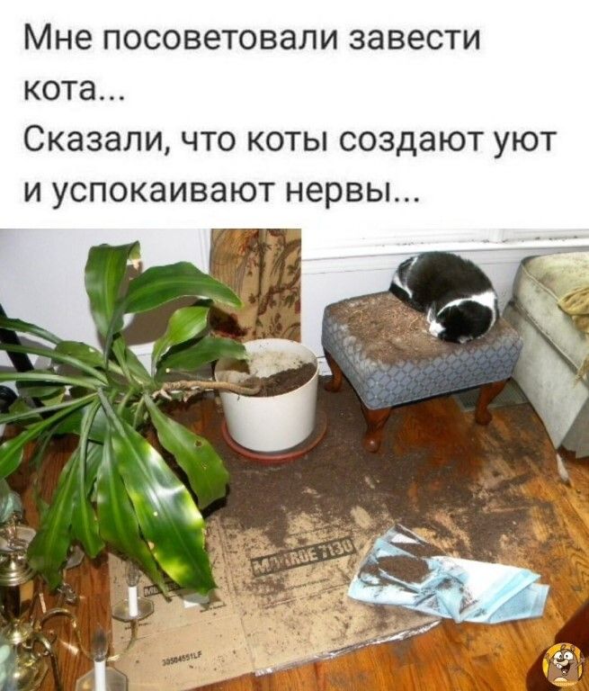 Мне ПОСОВЕТОВЭЛИ ЗЗВЕСТИ кота СКЗЗЭПИ ЧТО КОТЫ СОЗДЗЮТ УЮТ И УСПОКЭИВЭЮТ нервы