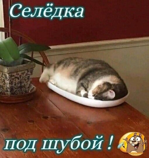 Селёдка а ЩЧЁНХЁОИ