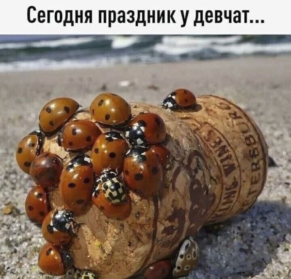 Сегодня праздник у девчат