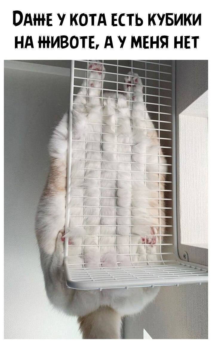 ддт КОТА ЕСТЬ КУБИКИ НА ИВОТЕ А МЕНЯ НЕТ