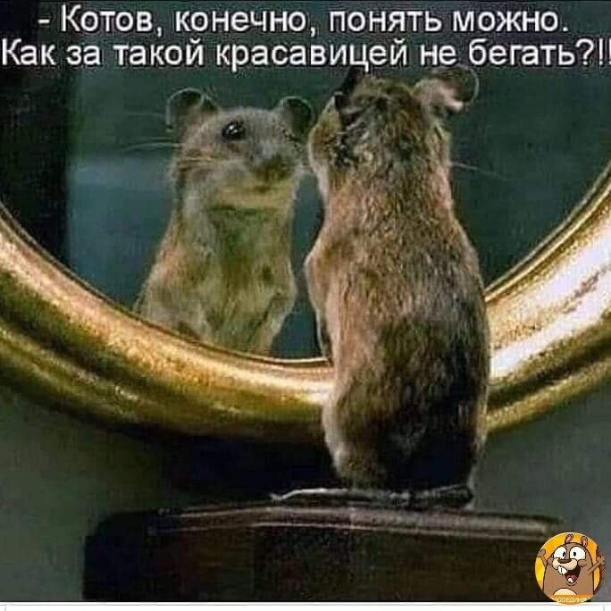 Котов к9нечно понять можно Как за такои красавицеи н_е бегать