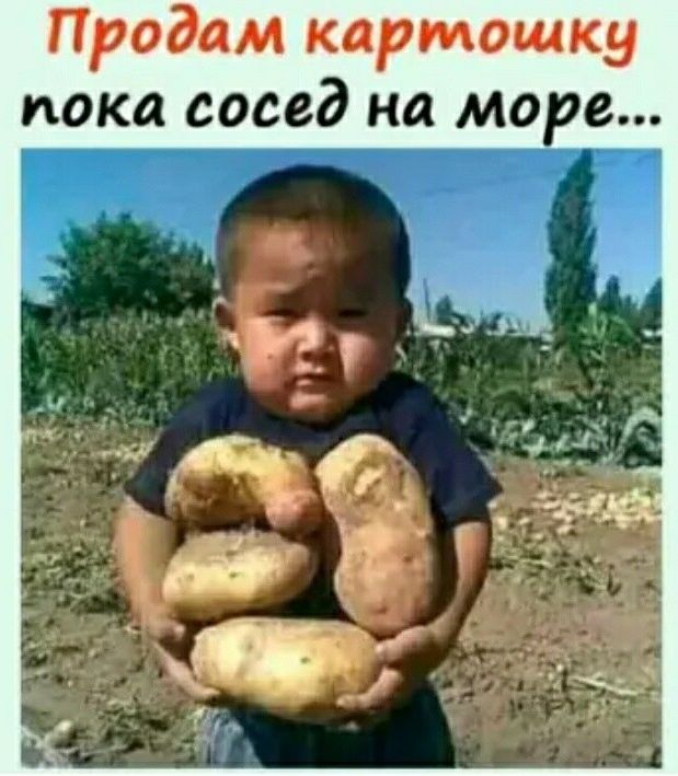 Продам картошку пока сосед на море