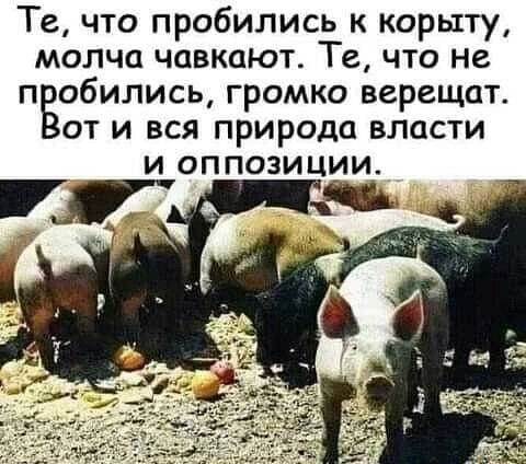 Те что пробились к корыту молча чавкают Те что не п сбились громко верещат от и вся природа власти и оппозИЦИи