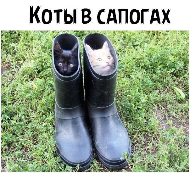 КОТЫ В САПОГАХ