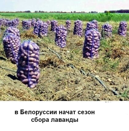 в Белоруссии начат сезон сбора лаванды