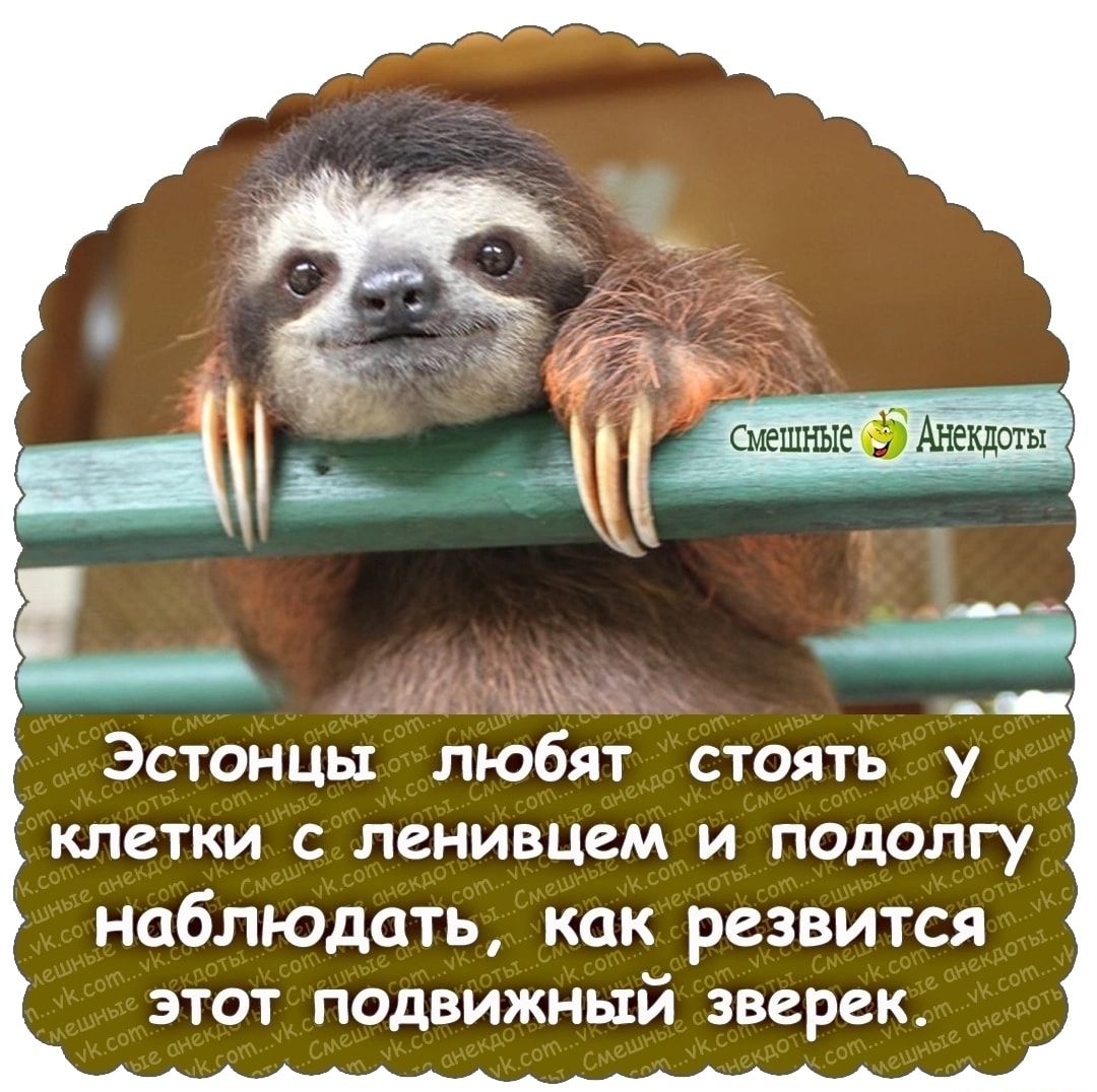 Мы Эстонцы любят стоять у клетки С ЛСНИВЦСМ И ПОДОЛГУ НОбЛЮдОТЬ КОК резвится ЭТОТ ПОДВИЖНЬТй зверек