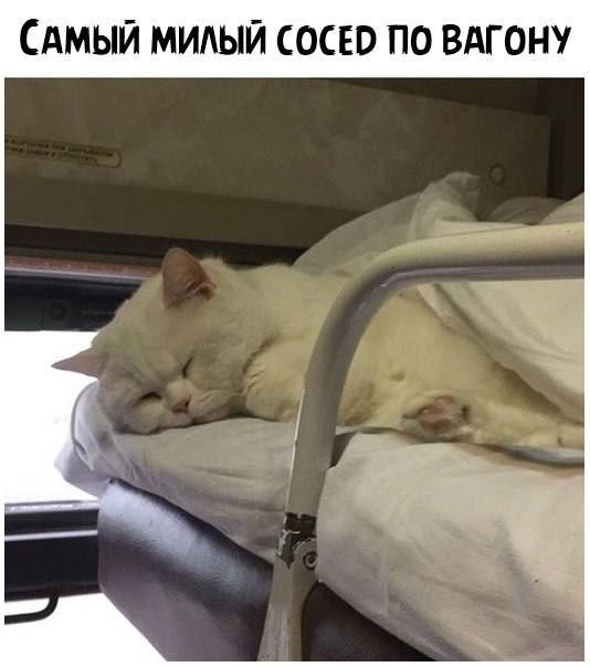 Амый милый сосю по ВАГОН