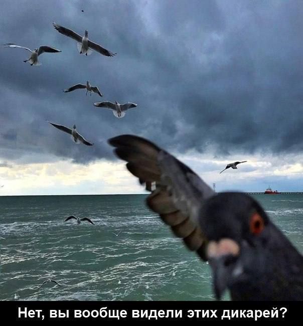 Нет вы вообще видели этих дикарей