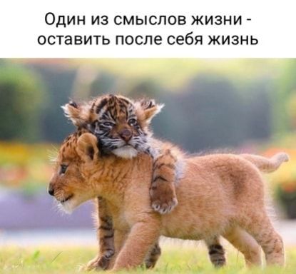 ОДИН ИЗ СМЫСЛОВ ЖИЗНИ ОСТЗВИТЬ ПОСЛЕ себя ЖИЗНЬ