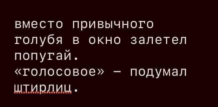 вместо привычного голубя в окно залетел попугай голосовое подумал ЩШИРДИМ