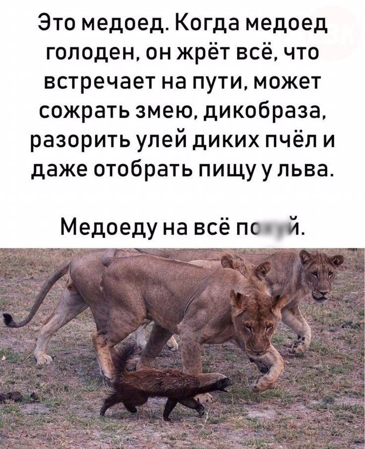 Это медоед Когда медоед голоден он жрёт всёчто встречает на пути может сожрать змею дикобраза разорить улей диких пчёл и даже отобрать пищуульва Медоеду на всё попй