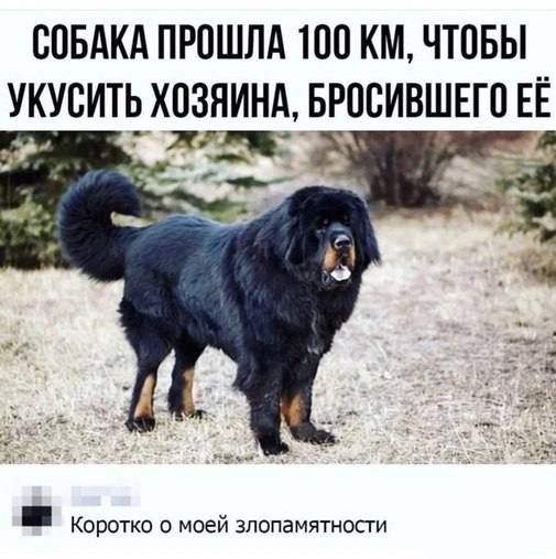 СОБАКА ПРПШЛА 100 КМ ЧТПБЫ УКУСИТЬ ХОЗЯИНА БРОСИВШЕГП ЕЁ Коротко о моей зпопамятносги