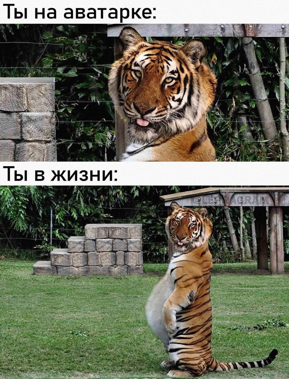 Ты на аватарке _