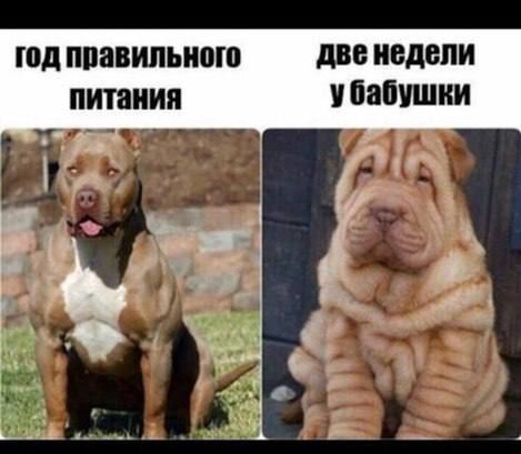 од ППЯВИЛЫШШ д недели _пипиия вас 1 Ё г у о 33