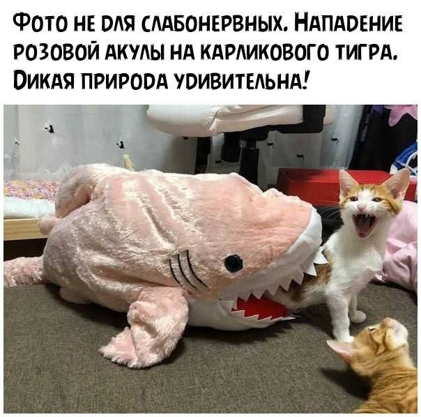 Фото нъ оля слдвонювных НАПАВЕНИЕ Розовой АКМЫ нд кдмикового ТИГРА Оикдя прирост увивитвдьнд