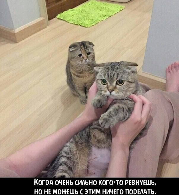КЫПА ОЧЕНЬ ИАЬНО КОГОЮ РЕВНУЕШЬ НО НЕ МОЖЕШЬ 31ИМ НИЧЕГО ПОПЕМТЬ