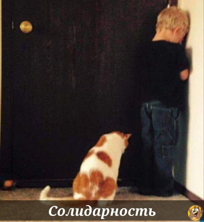 Солидарность