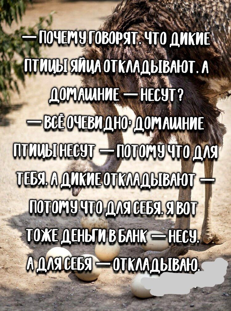 4ъ птицы яйцлаткмдЫвлют А