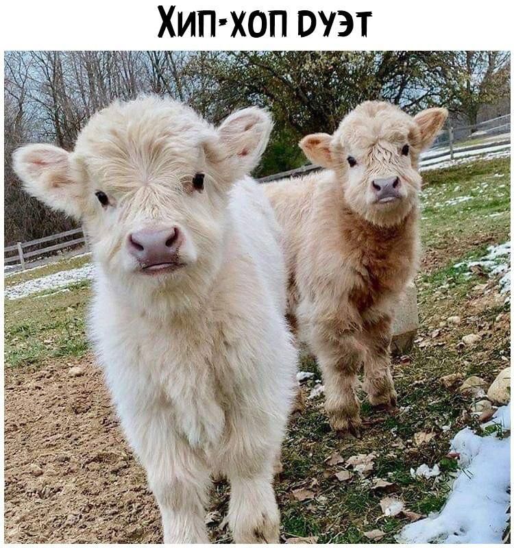ХИП ХОП РУЭТ