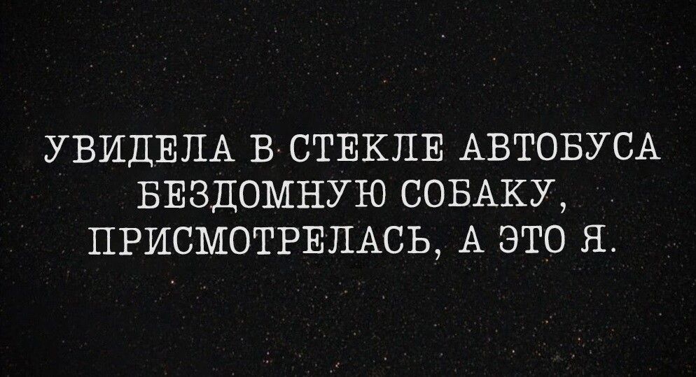 УВИЦЕЛА В СТЕКЛЕ АВТОБУСА БЕЗДОМНУЮ СОБАКУ ПРИСМОТРЕЛАСЬ А ЭТО Я