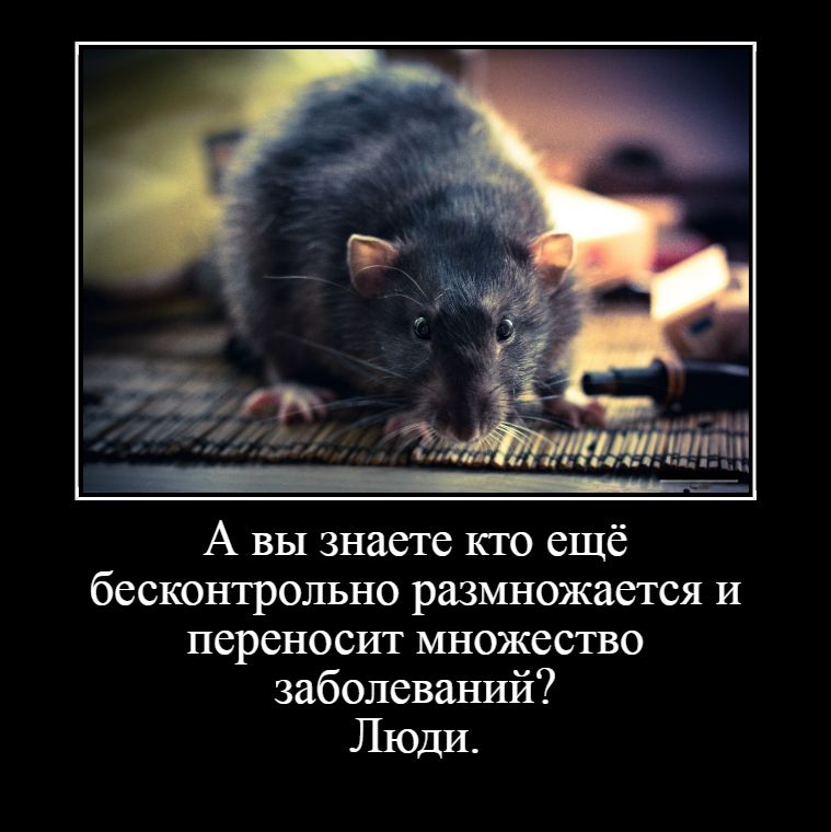 А вы знаете кто ещё бесконтрольно размножается и переносит множество заболеваний Люди