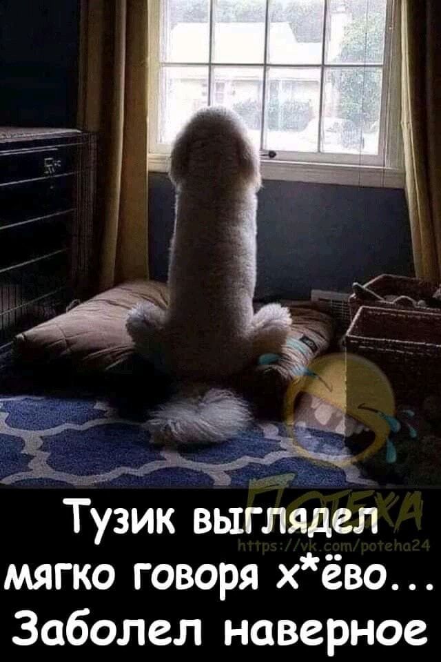 _ _ Тузик выглядел мягко говоря х ёво Заболел наверное