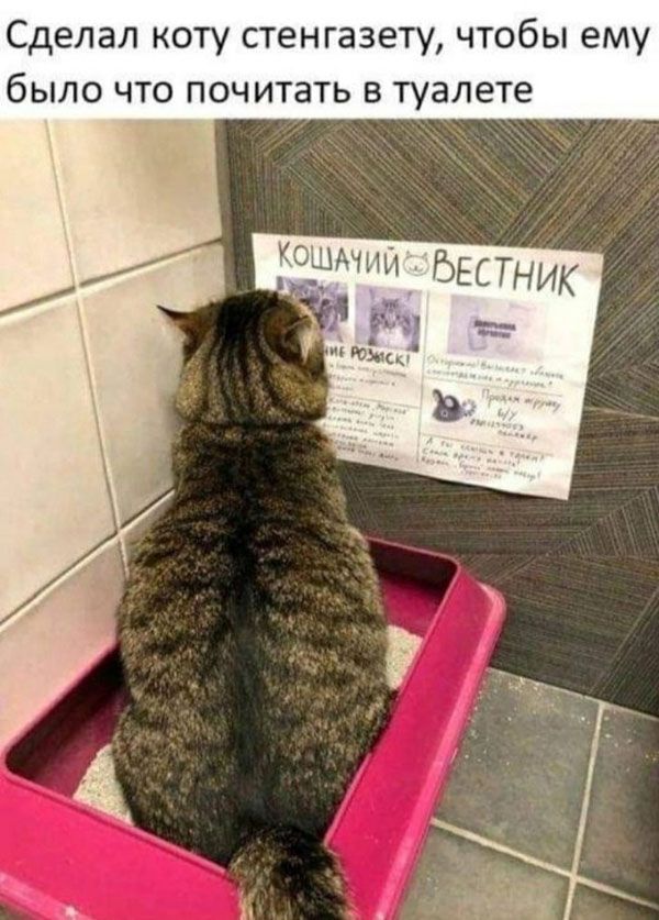Сделал коту стенгазету чтобы ему было что почитать в туалете