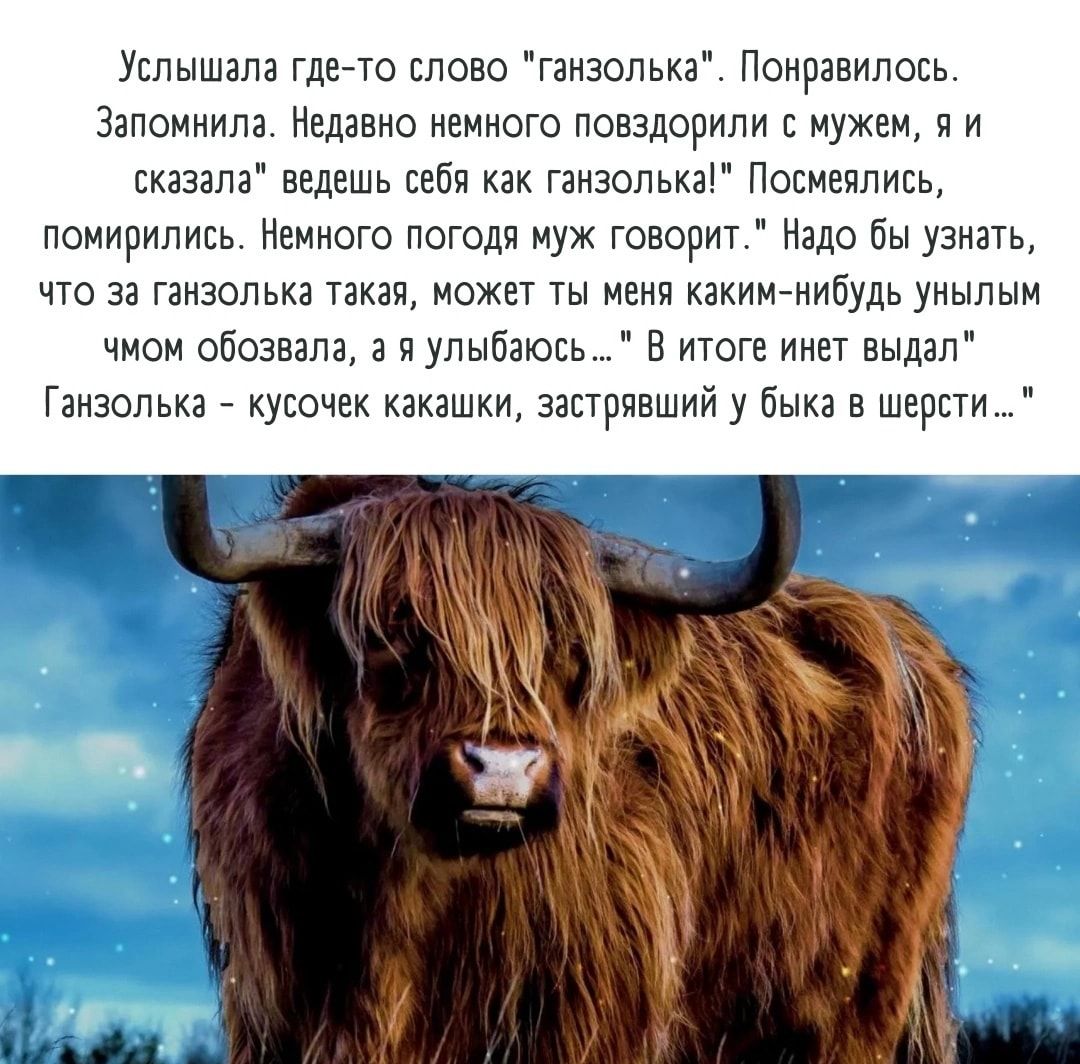 Услышала гдно слово низине Поиравипось Запомиипа Недавно немного повздорили мужем я и сказала ведешь себи ганзопька нежились помирились Немиогс погодя муж говорю Надо бы узнать то за жоп та мажет ты меня какимнибудь унылым чмои обозвала з и улыбаюсь в итоге инет выдал Гаизопька куючек какашки застрявший у быка в шерсти т