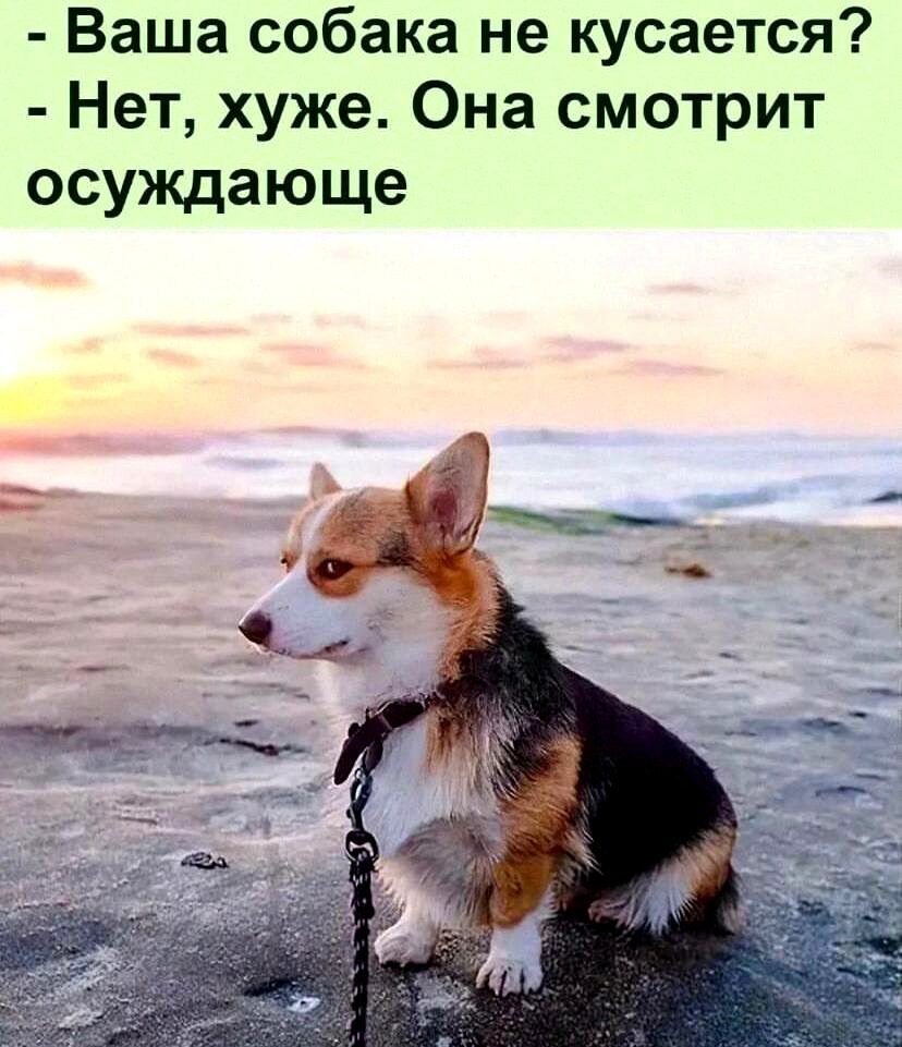 Ваша собака не кусается Нет хуже Она смотрит осуждающе