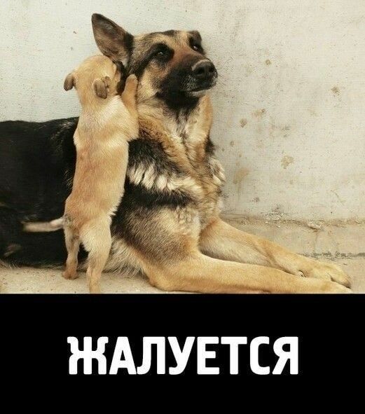ё ЖАЛУЕТСЯ