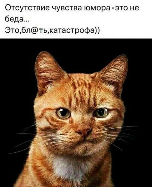 Отсутствие чувства юмора зто не беда Это6птькатастрофа