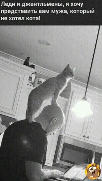 Леди и джентльмены я хочу представить вам мужа который не хотел кота