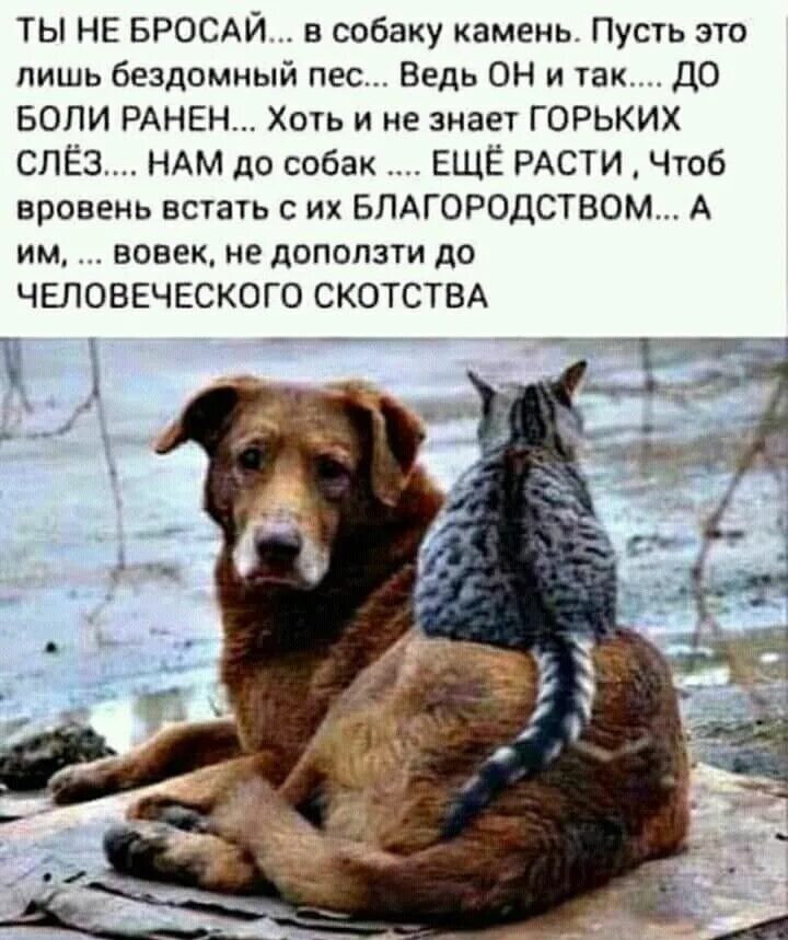 ТЫ НЕ БРОСАЙ в собаку камень Пусть это лишь бездомный пес Ведь ОН и так ДО БОЛИ РАНЕН Хоть и не знает ГОРЬКИХ слёз НАМ до собак ЕЩЁ РАСТИ Чтоб вровень всгагь их БПАГОРОДСТВОМ А им вовек не доползти до ЧЕЛОВЕЧЕСКОГО СКОТСТВА