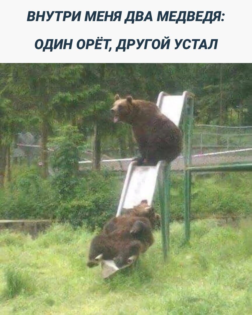 ВНУТРИ МЕНЯ ДВА МЕДВЕДЯ ОДИН ОРЁТ ДРУГОЙ УСТАЛ