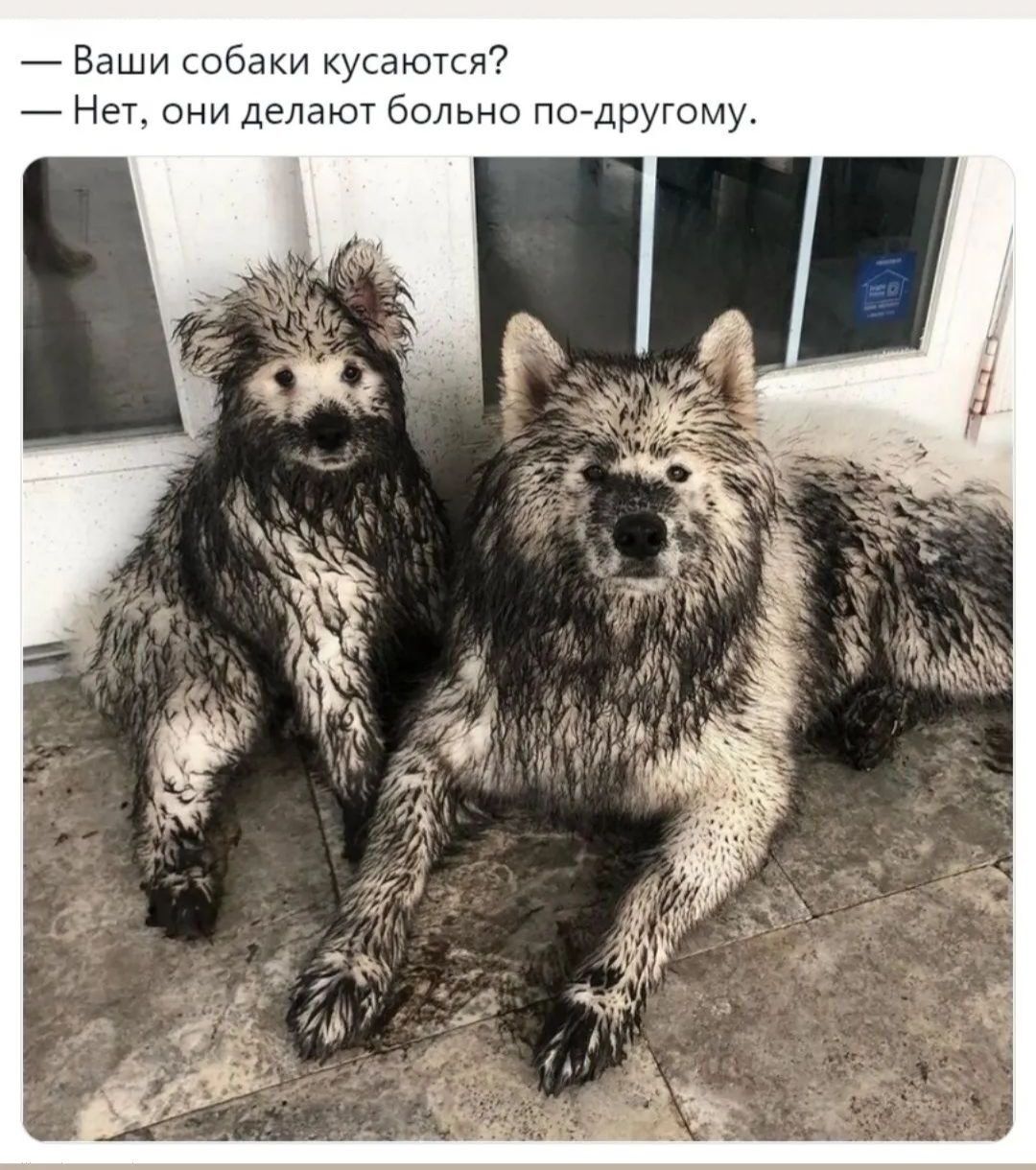 _ Ваши собаки купаются Нет они делают больно подругому