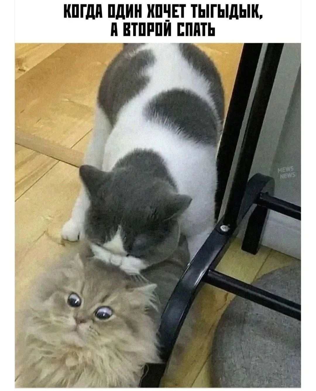 КШМ ШШ НПБП ТЫГЫдЬШ П ВШМ ЕППТЪ