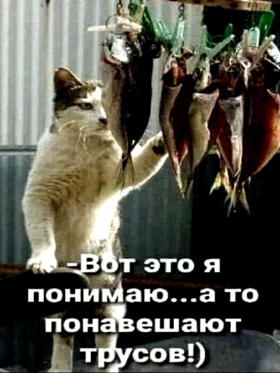 это я понийаюа то пон ешают Тфчов