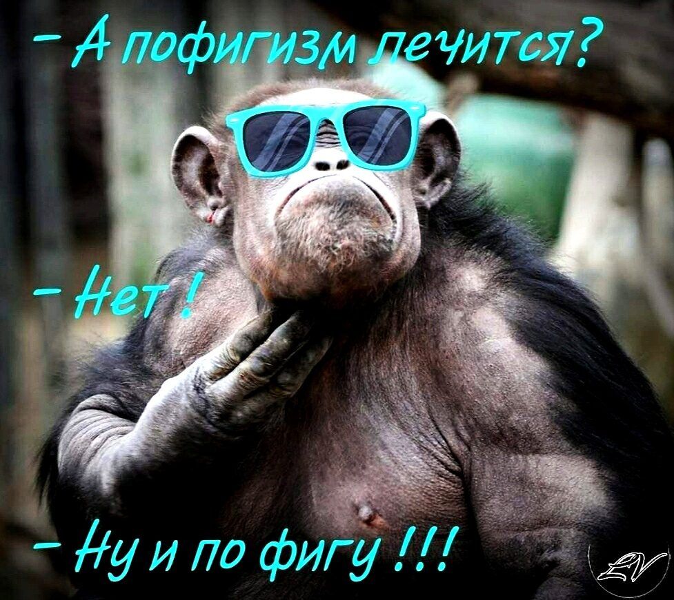 9 уипофи гу